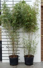 Bamboos are distributed in tropical and subtropical to mild temperate regions, with the heaviest concentration and largest number of species. Bamboo Hortimex Holland