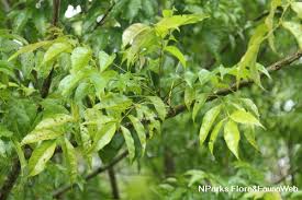 Image result for Dolichandrone alba