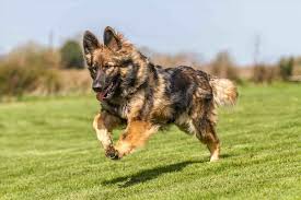 Image result for border collie german shepherd mix