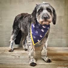 We did not find results for: Make An Easy Diy Dog Bandana