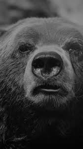 Looking for the best wallpapers? Download Free Hd Wallpaper From Above Link Bear Face Blackandwhite Greyscale Detail Fur Animal Creature Nature Bear Face Animals Bear