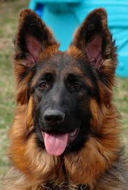 Their coat is seen as a 'minor defect' by the american kennel club, but they are still recognized by the association, and the coat issue is no more concerning than poorly shaped ears or incorrect tail carriage. Red Coat German Shepherd Pasteurinstituteindia Com
