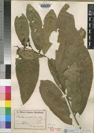 Image result for Calycosiphonia spathicalyx