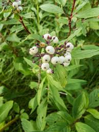 See more ideas about twig dogwood, dogwood, red twig dogwood. Cornus Sericea Red Osier Dogwood Native Plants Of North America
