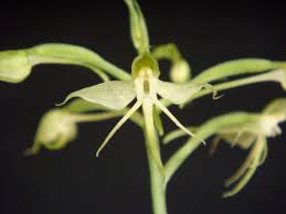 Image result for Habenaria arianae