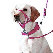 Eastop Dog Head Halter Combination 4 Parts Dog Head Collar Dog Headcollar Combination 4 Parts Medi Cool Dog Collars Dog Training Collar Dog Training Obedience