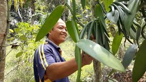 Teknologi budidaya tanaman vanili ini saya ambil karena adanya peluang bisnis yang dapat menguntungkan bagi masyarakat yang ingin membudidayakan tanaman vanili ini dengan teknologi. Mengembalikan Kemasyhuran Vanili Jawa Emas Hijau Primadona Dunia Regional Liputan6 Com