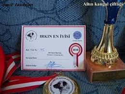 Altin Kangal Irkinin En Iyisi Kangal Kopegi Akbas Kopek