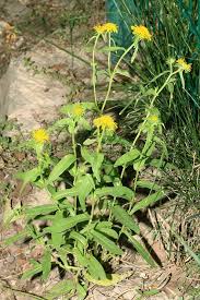 Image result for Pentanema indicum