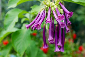 Image result for Iochroma cyaneum