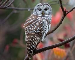 Image of Barred Owl