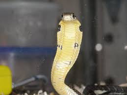 Baby King Cobra Baby King Cobra King Cobra Snake