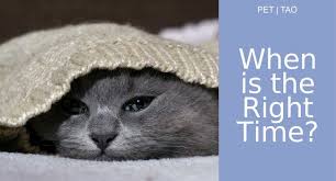 Kidney Failure In Cats Knowing The Right Time To Euthanize Cat Kidney Cat Care Cats