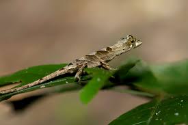Image result for Anolis scypheus