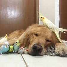 A Dog 8 Birds And A Hamster Are The Most Unusual Best Friends Ever Animals Friendship Animals Friends Cute Animals