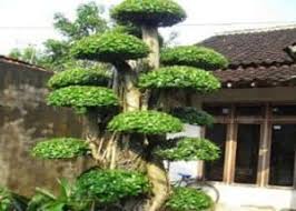 Taman minimalis dengan jalan setapak. 9 Pohon Rindang Untuk Rumah Minimalis Sebagai Peneduh Rumahlia Com