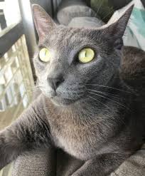 They also develop close bonds with their human companions and are highly sought after due to their personalities and unique coat. Siamese Russian Blue Mix Cat For Adoption Honolulu Hi Adopt Nui