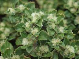 Image result for Guilleminea densa