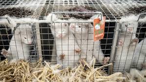 Definition, society for the prevention of cruelty to animals. Bc Spca Calls For Mink Farming Moratorium After More Than 200 Animals Die From Covid 19 Ctv News