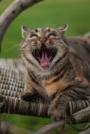 Cet autocollant de chat est 4 pouces de large par 4 pouces de haut. Chat En Colere