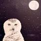 The Owl event in Mashpee, MA