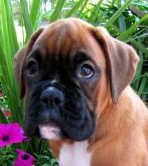 Contact ohio boxer breeders near you using our free boxer breeder search tool below! Boxer Dog Breeders