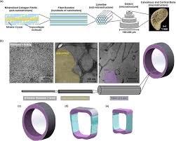 These specializations include high bone density, a reduction in the total number of bones, fusion of some bones, and changes in bone shape. Extreme Lightweight Structures Avian Feathers And Bones Sciencedirect