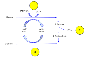 Type the number of table sugar (sucrose) (c12h22o11) you want to convert in the text box, to see the results in the table. Ethanol Fermentation Wikipedia