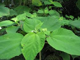 Image result for Urticaceae