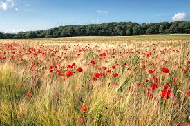 Hd to 4k quality, all ready for download! Wild Flower Poppy Field Red Landscape Photograph By Ben Robson Hull Photography