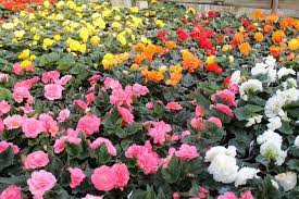 Tuberous Begonias Galore All Of These Colors Are Awesome Pretty Flowers Tuberous Begonia Flowers Photography