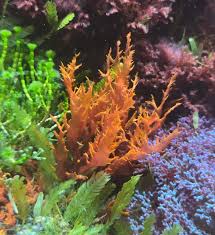 Image result for Droogmansia