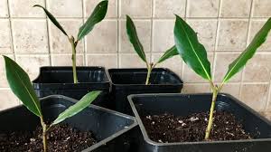 Apr 16, 2021 10:41 am. How To Propagate Bay Leaf From Cuttings Laurus Nobilis Youtube