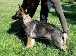 Three hundred and fifty dollars. Veera Vom Patiala Dam Born 17 December 2015 German Sheperd Dogs German Shepherd Dogs German Shepherd