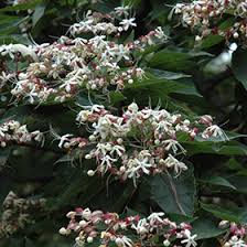 Image result for Clerodendrum melanocrater