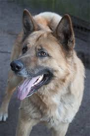 The siberian husky brings its curiosity and adventurous nature to this gerberian shepsky mix. German Shepherd Australian German Shepherd Golden Retriever Husky Mix Novocom Top