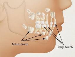 If you have a shark tooth that's flat and in the shape of a wide triangle, then you may have a white shark tooth on your hands. Baby Teeth When They Come In When They Fall Out Southside Dental
