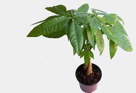 If you know any local name of the species, please let me know in the comments section below and i will. 10 Lucky Plants That Will Bring Good Luck And Wealth To Your Home