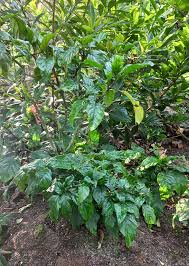 Image result for Justicia carnea