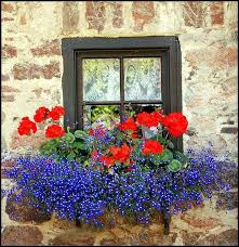 Tas Duvar Pencere Ve Ciceklerin Uyumu Muhtesem Window Box Flowers Window Planter Boxes Red Geraniums