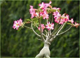 Image result for Synadenium angolense