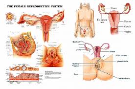 Our labeled diagrams and quizzes on the female reproductive system are the best place to start. The Female Reproductive System Diagram