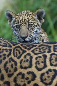 We did not find results for: Pin On Jaguares