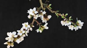 We did not find results for: Kester A Productive Late Bloom Almond Variety From University Of California Davis News Department Of Plant Sciences