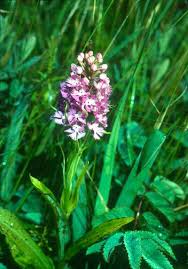 Image result for Platanthera psycodes