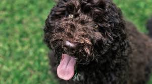 We did not find results for: Shepadoodle Breed Information German Shepherd Poodle Mix