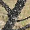 The black mold spores then stick to the honeydew and grow on the plant. Https Encrypted Tbn0 Gstatic Com Images Q Tbn And9gcr57ads2o8pxggu5ptsvmaipr3z6jopjrd2viueqa5aiwomowvn Usqp Cau