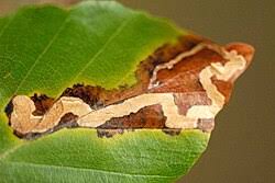 Image result for Stigmella tityrella