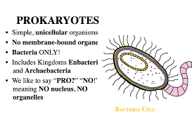 Cell structure and organelle examples include: Cell Organelles Structure Function Graphic Organizer Powerpoint Distance Learning Digital Lesson