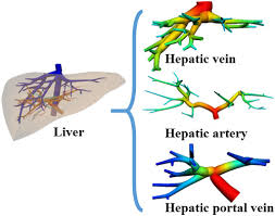 Get inspired by our community of talented artists. Anatomically Based Simulation Of Hepatic Perfusion In The Human Liver Ma 2019 International Journal For Numerical Methods In Biomedical Engineering Wiley Online Library